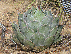 Cabbage Head Agave (Agave parrasana) at Lakeshore Garden Centres