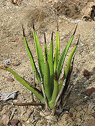 Datilillo Agave (Agave datylio var. vexans) at Lakeshore Garden Centres