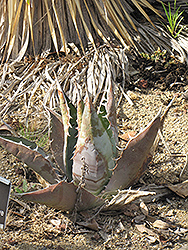Rancho Tambor Agave (Agave titanota) at Lakeshore Garden Centres