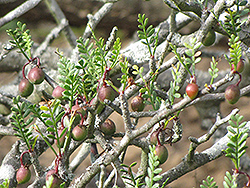 Elephant Tree (Bursera microphylla) at Lakeshore Garden Centres