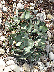 Butterfly Agave (Agave potatorum) at Lakeshore Garden Centres