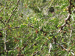 Ejoton (Pithecellobium confine) at Lakeshore Garden Centres