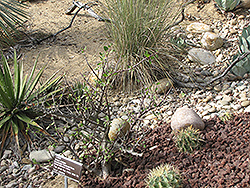 Copal (Bursera hindsiana) at Lakeshore Garden Centres