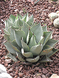 Estrella Agave (Agave parryi 'Estrella') at Lakeshore Garden Centres