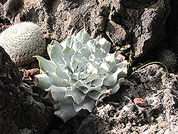 Chalk Dudleya (Dudleya pulverulenta) at Lakeshore Garden Centres