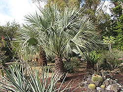 Blue Sonora Hesper Palm (Brahea armata var. clara) at Lakeshore Garden Centres