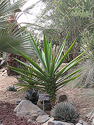Henequen Agave (Agave fourcroydes) at Lakeshore Garden Centres