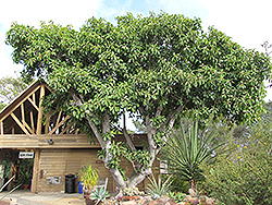 Giant-leaved Fig (Ficus lutea) at Lakeshore Garden Centres