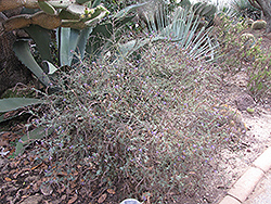Monterrey Blue Dalea (Dalea bicolor 'Monterrey Blue') at Lakeshore Garden Centres