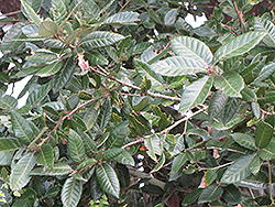 Island Oak (Quercus tomentella) at Lakeshore Garden Centres
