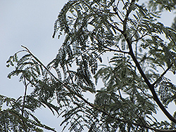 Mauto (Lysiloma divaricatum) at Lakeshore Garden Centres