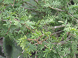 Guayacan (Guaiacum coulteri) at Lakeshore Garden Centres