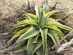 Cornelius Agave (Agave americana 'Marginata Aurea Monstrosa') at Lakeshore Garden Centres