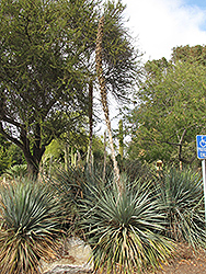 Hildago Sotol (Dasylirion glaucophyllum) at Lakeshore Garden Centres