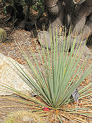 Blue Nolina (Nolina nelsonii) at Lakeshore Garden Centres