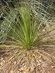 Bigelow's Beargrass (Nolina bigelovii) at Lakeshore Garden Centres