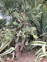 Lindheim's Prickly Pear Cactus (Opuntia lindheimeri) at Lakeshore Garden Centres
