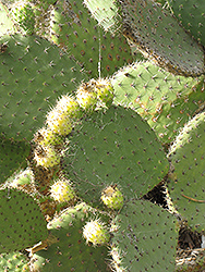Barbary Fig (Opuntia ficus-indica) at Lakeshore Garden Centres