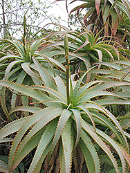 Torch Aloe (Aloe arborescens) at Lakeshore Garden Centres