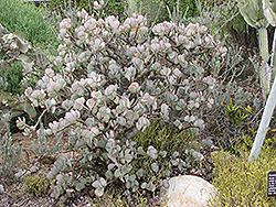 Silver Dollar Plant (Crassula arborescens) at Lakeshore Garden Centres