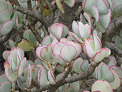 Silver Dollar Plant (Crassula arborescens) at Lakeshore Garden Centres