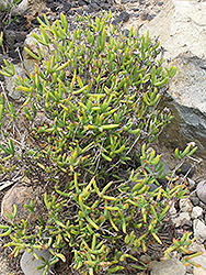 Orange Iceplant (Lampranthus aurantiacus) at Lakeshore Garden Centres