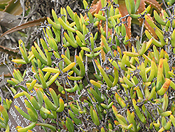 Orange Iceplant (Lampranthus aurantiacus) at Lakeshore Garden Centres