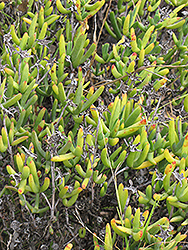 Orange Iceplant (Lampranthus azureus) at Lakeshore Garden Centres