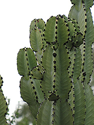 Candelabra Tree (Euphorbia ingens) at Lakeshore Garden Centres