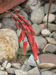 Jackson's Aloe (Aloe jacksonii) at Lakeshore Garden Centres