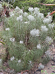 Coulter Bush (Athanasia acerosa) at Lakeshore Garden Centres