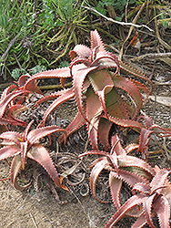 Mt. Elgon Aloe (Aloe elgonica) at Lakeshore Garden Centres