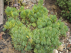 Narrow-Leaf  Blue Chalksticks (Senecio vitalis) at Lakeshore Garden Centres