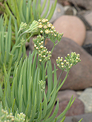 Narrow-Leaf  Blue Chalksticks (Senecio vitalis) at Lakeshore Garden Centres