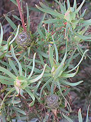 Galpin's Conebush (Leucadendron galpinii) at Lakeshore Garden Centres