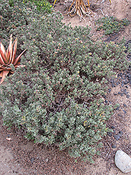 Rockrose (Cistus albidus) at Lakeshore Garden Centres