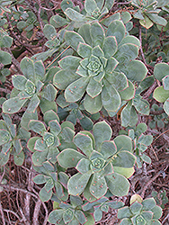 Blue Echeveria (Echeveria secunda) at Lakeshore Garden Centres