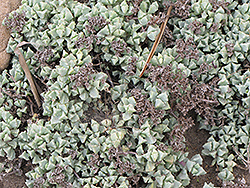 Pink Iceplant (Lampranthus deltoides) at Lakeshore Garden Centres