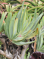 Fan Aloe (Aloe plicatilis) at Lakeshore Garden Centres