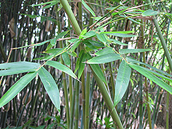 Weaver's Bamboo (Bambusa textilis) at Lakeshore Garden Centres