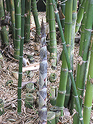 Narrow-Leaved Clumping Bamboo (Borinda angustissima) at Lakeshore Garden Centres
