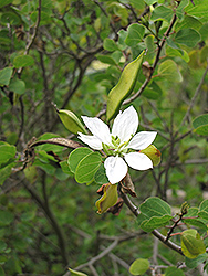 Anacacho Orchid Tree (Bauhinia lunarioides) at Lakeshore Garden Centres