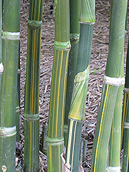 Striata Bengal Bamboo (Bambusa tulda 'Striata') at Lakeshore Garden Centres