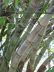 Niha's Bamboo (Dendrocalamus jianshuensis) at Lakeshore Garden Centres