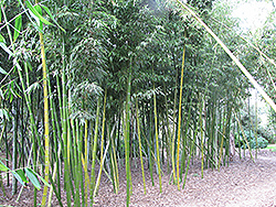 Chinese Timber Bamboo (Phyllostachys vivax) at Lakeshore Garden Centres