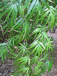 Khasia Bamboo (Drepanostachyum khasianum) at Lakeshore Garden Centres