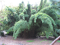 Chocolate Bamboo (Borinda fungosa) at Lakeshore Garden Centres