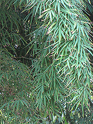 Chocolate Bamboo (Borinda fungosa) at Lakeshore Garden Centres