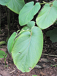 Mexican Pepperleaf (Piper auritum) at Lakeshore Garden Centres