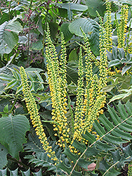 Chinese Mahonia (Mahonia lomariifolia) at Lakeshore Garden Centres